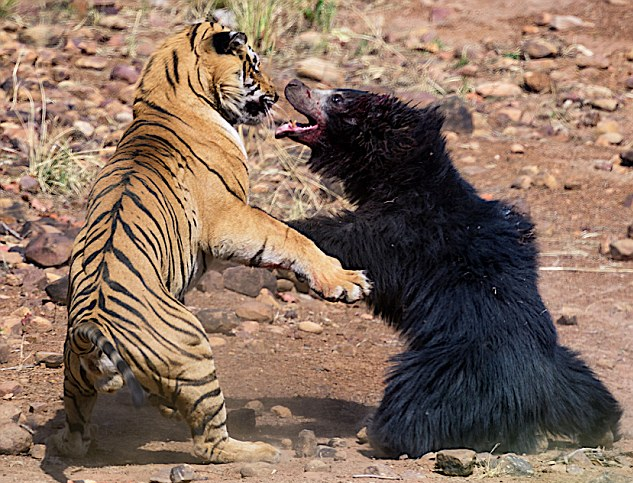 Mother Nature's MMA - The Incredible Moment where a Tiger and a Bear