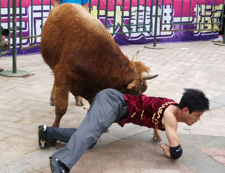 Chinese Bull-Wrestling